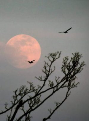 pleine lune pleine lune